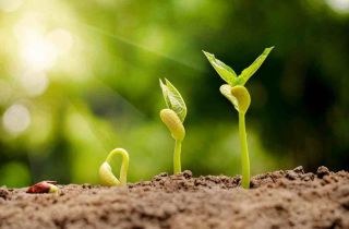 低碳環(huán)保生活  由一粒種子開啟 | 國貿(mào)“綠色行動(dòng)，播撒種子”活動(dòng)回顧